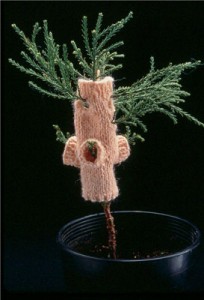 Giant-sequoia wearing a sweater