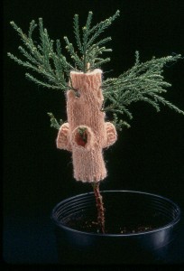 Giant Sequoia, plant sweater by Elizabeth Demaray 1997
